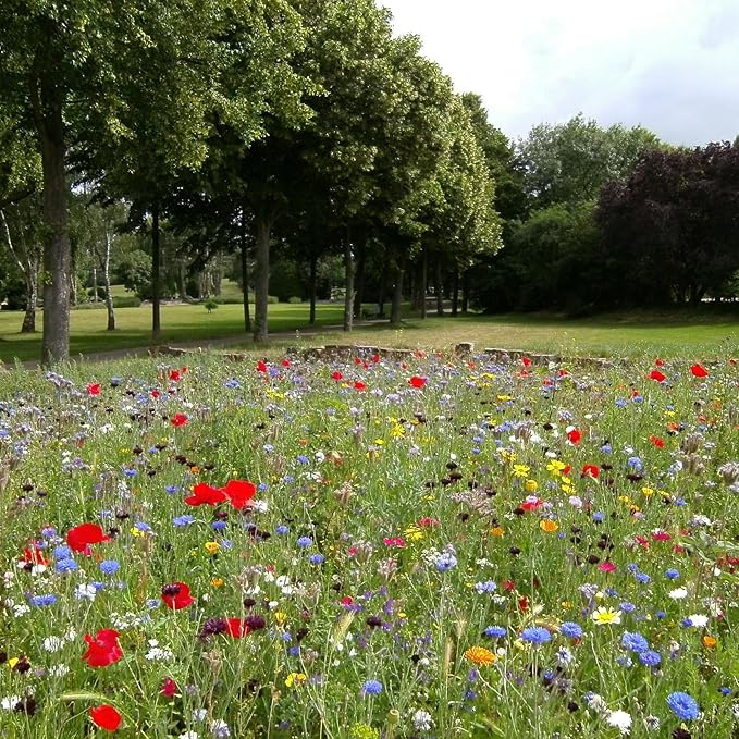 Washington Wildflower Seed Mix, Covers 325 Sq Ft, 20 Flower Varieties, Over 60,000 Seeds - Created By Nature