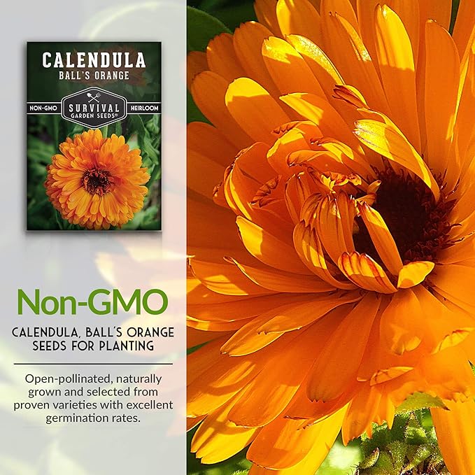 Ball's Orange Calendula Seed for Planting - 2 Packets with Instructions to Plant & Grow Medicinal Herb Plants in Your Home Vegetable Garden - Non-GMO Heirloom Variety - Survival Garden Seeds