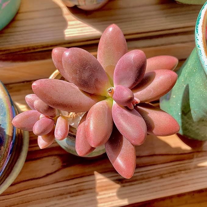 FWPP Live Succulents Plants Pachyveria Sugar Beauty 2 inches,Rare red Succulents Bare Root Without Pot Soil, Live Plants Indoor Office Decoration Wedding and Gift
