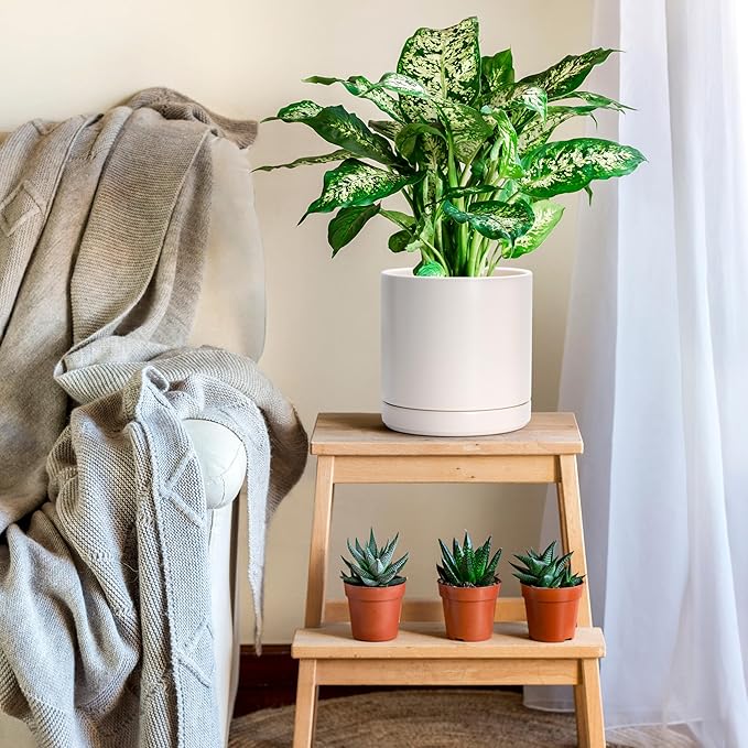 D'vine Dev 8 Inch Ceramic Planter Pot with Drainage Hole and Saucer, Indoor Cylinder Round Planter Pot, Oatmeal, 94-O-D-8