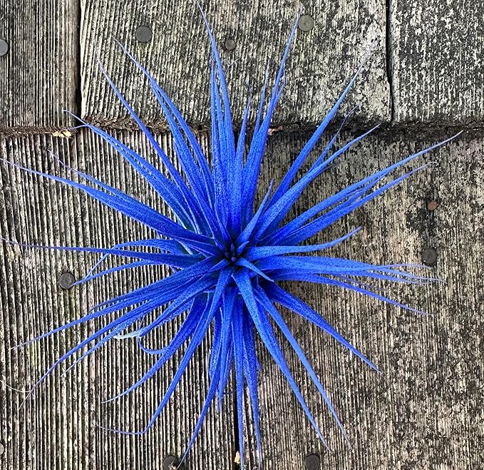 Live Extra Large Tillandsia Ionantha Guatemala Colorful Air Plant 3+ inch Enhanced Color Easy Care Indoor Outdoor Home Decor Gift Airplant by Awesome Industries (Deep Blue XL)